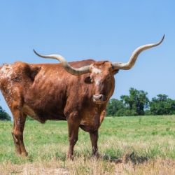 longhorn